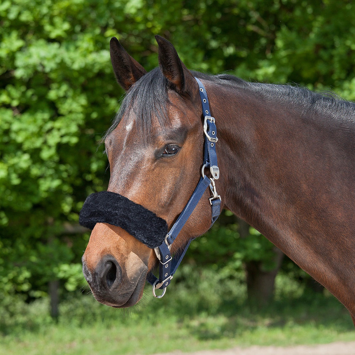 Noseband or Headpiece Cushioning Pads