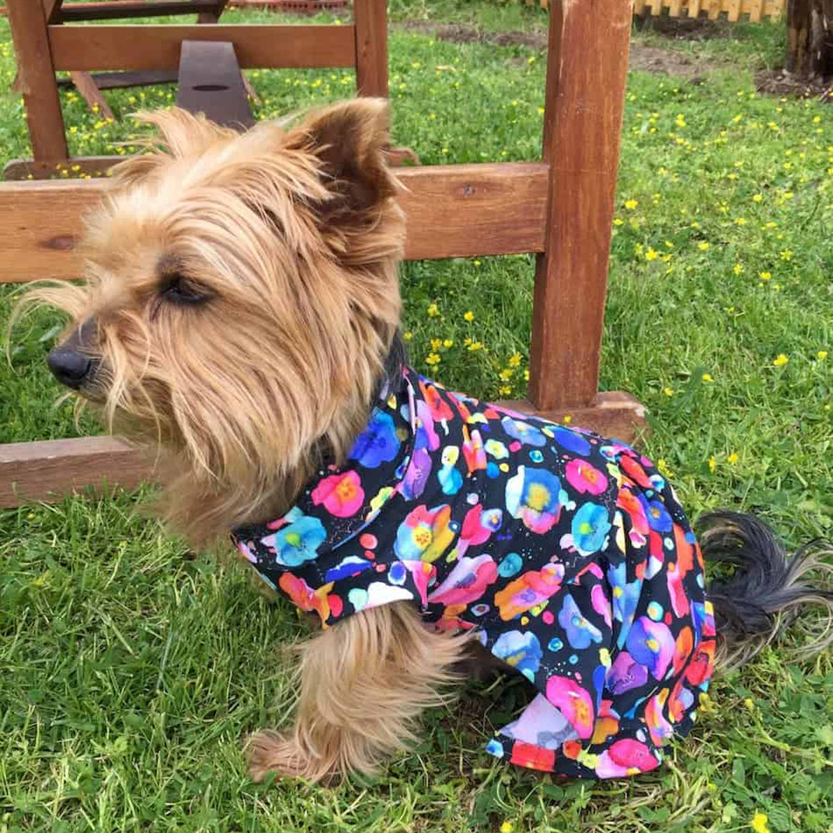 Oli and Lui Dog Dress Gypsy Time