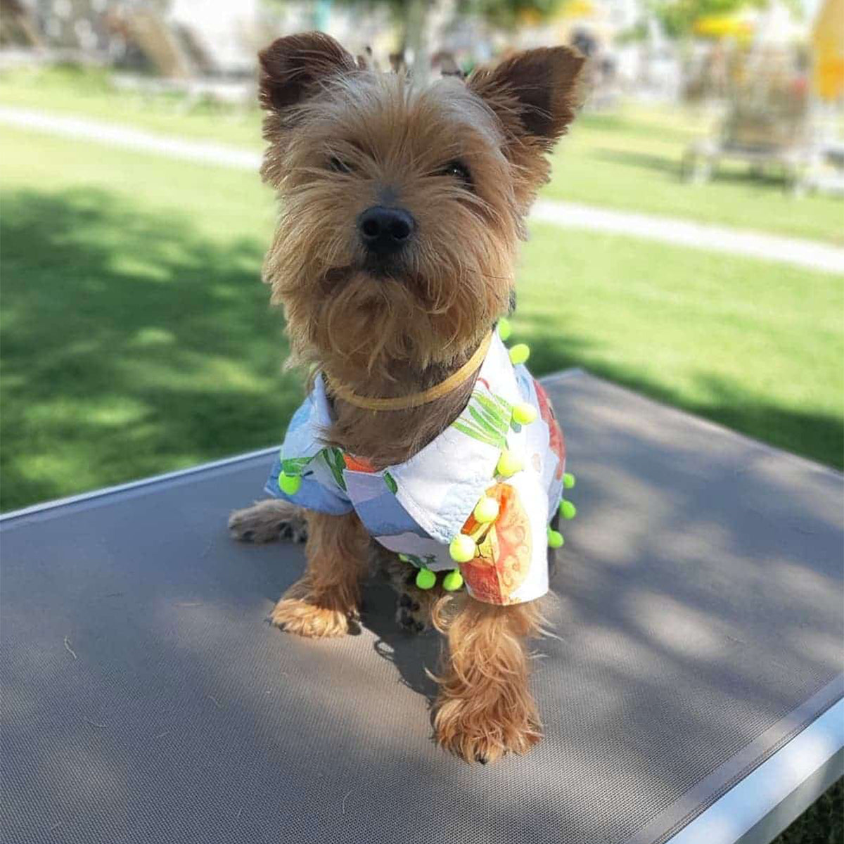 Oli and Lui Dog Shirt Jungle