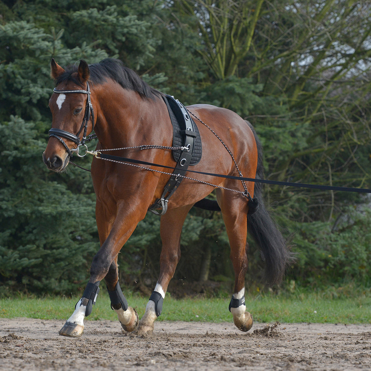 Lunging system