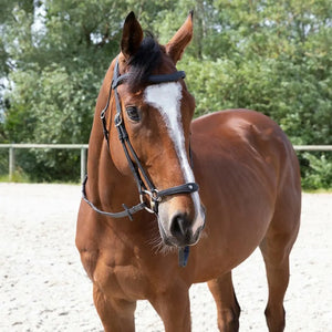 Antares Origin Anatomic Drop Noseband Bridle