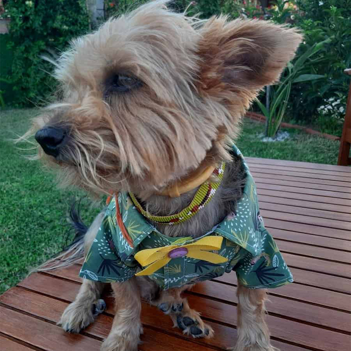 Oli and Lui Dog Shirt Parrot