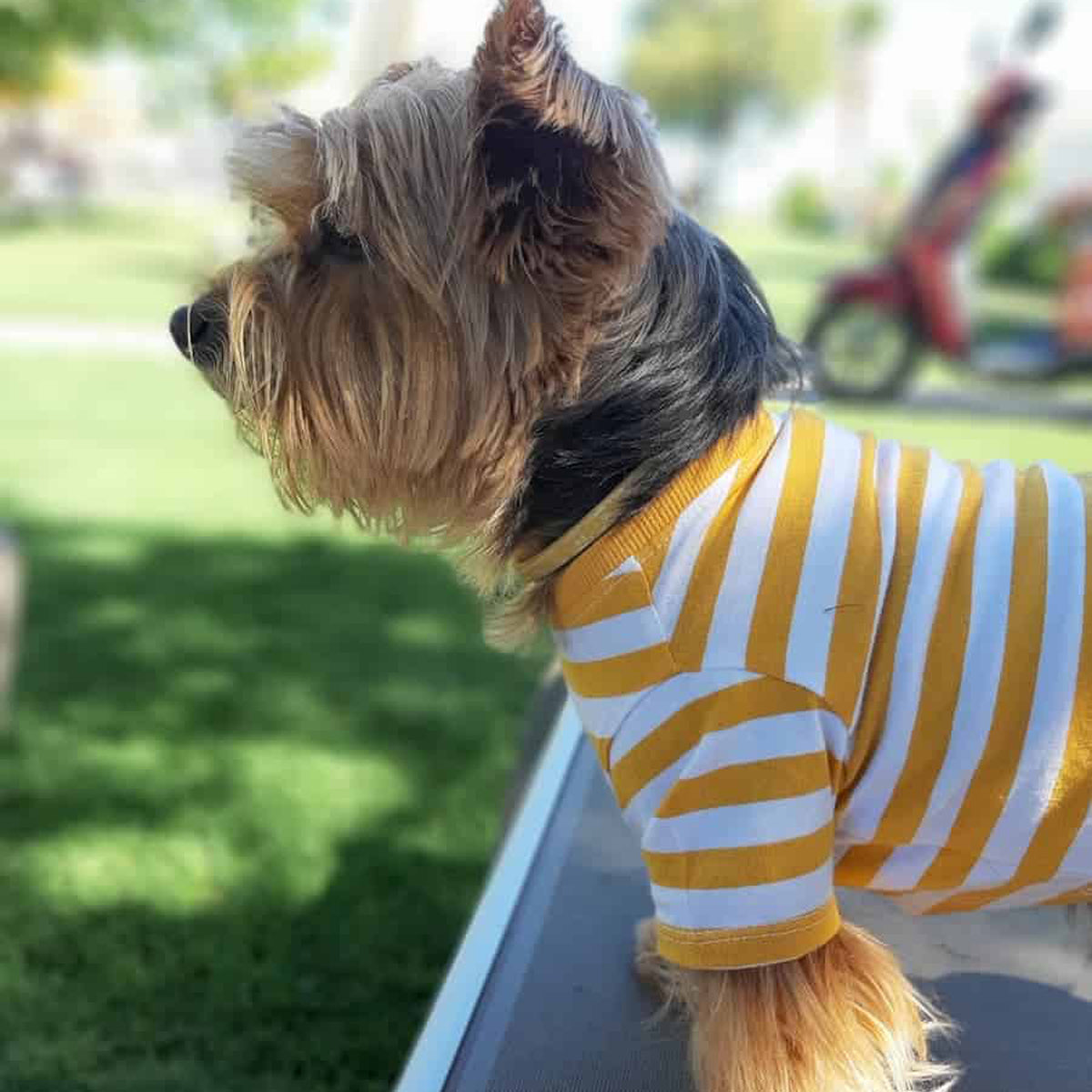 Oli and Lui Dog T-shirt Stripes