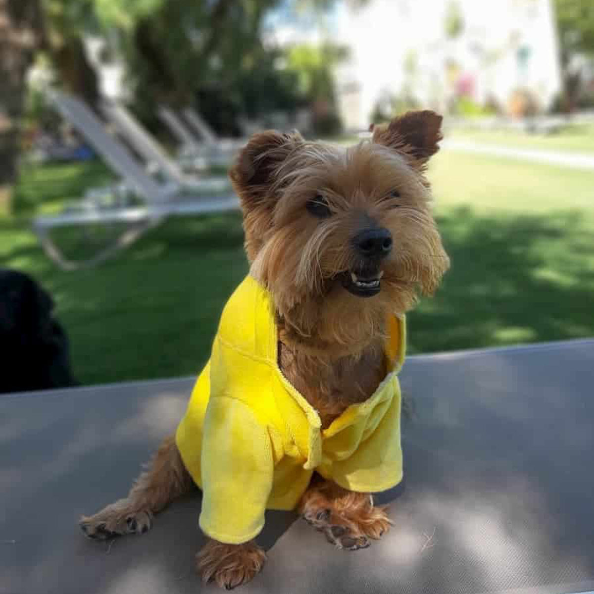 Oli and Lui Dog Bathrobe Lemon