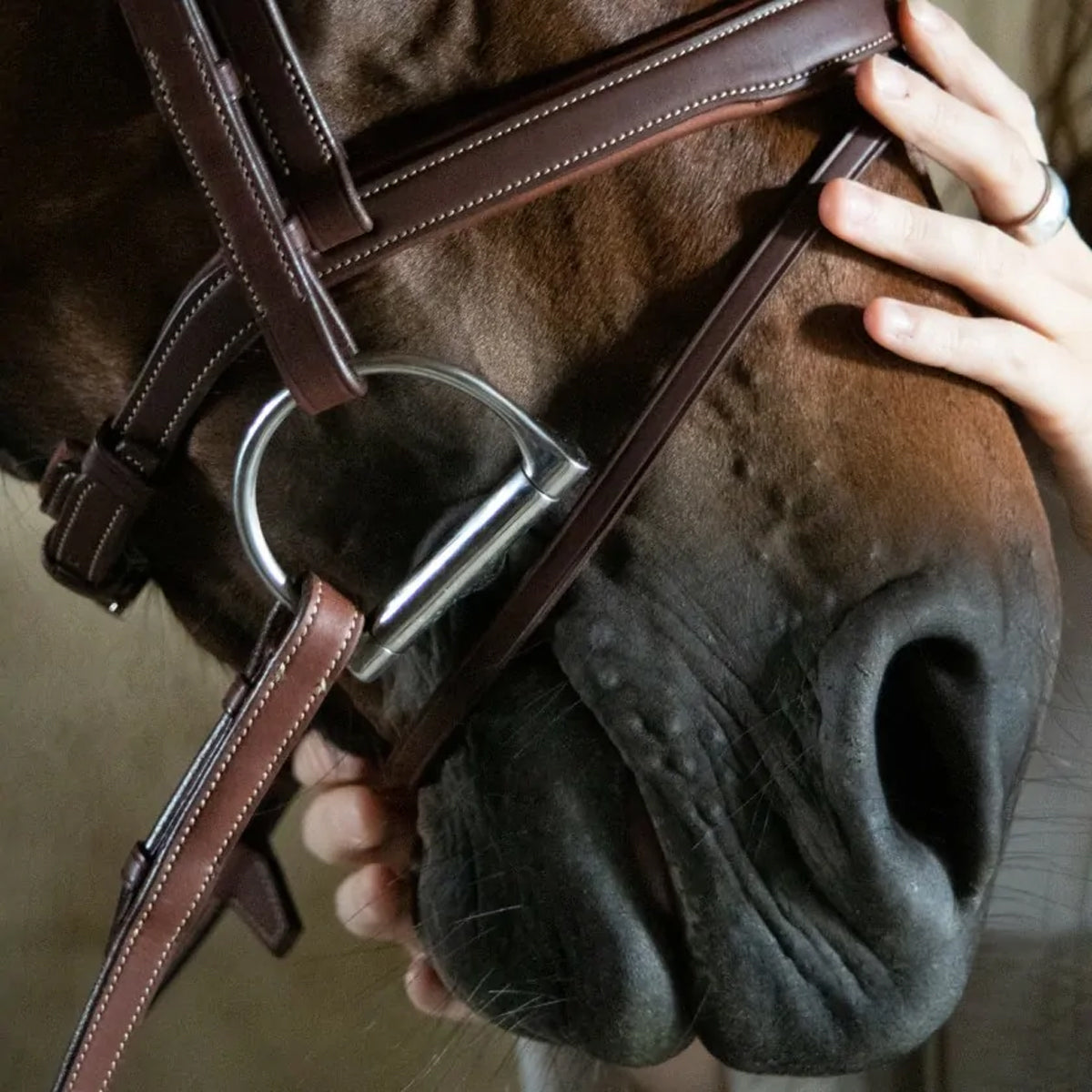 Antares Flash Nose Band Bridle